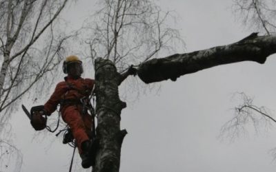 Спил и вырубка деревьев - Владимир, цены, предложения специалистов